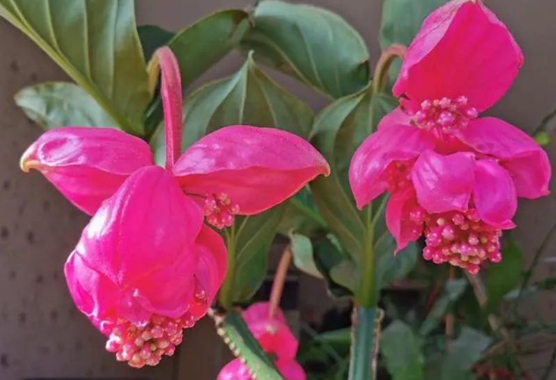 宝莲灯花可以扦插吗