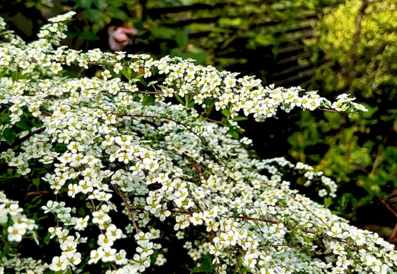 喷雪花适合哪些地区种植