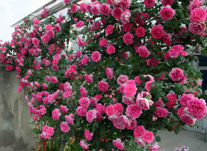 藤本月季修剪矮点会开花吗