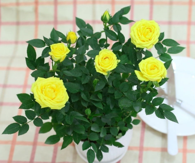 迷你玫瑰是四季开花吗