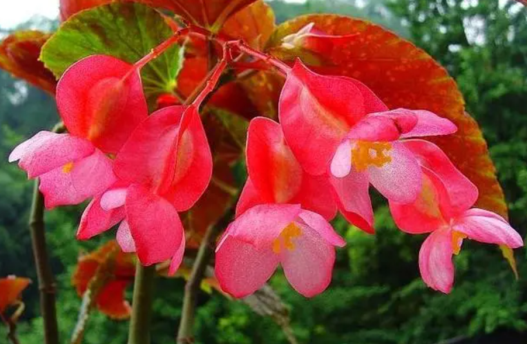 麻叶海棠几月开花