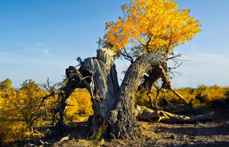 胡杨树与白杨树的区别