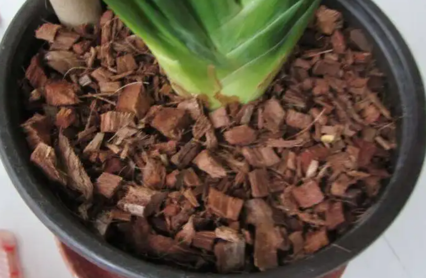 用纯椰糠栽种兰花的注意事项