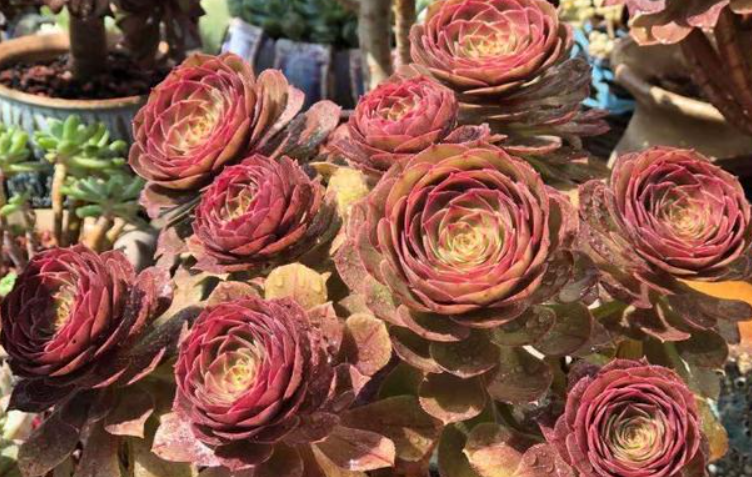 法师适合什么样的花盆