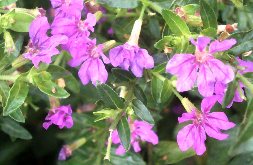 萼距花的药用功效