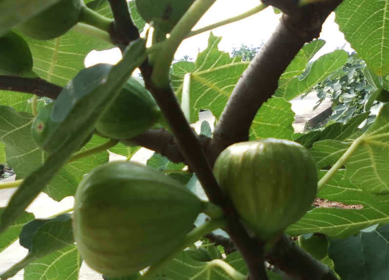 无花果树施肥及养护管理
