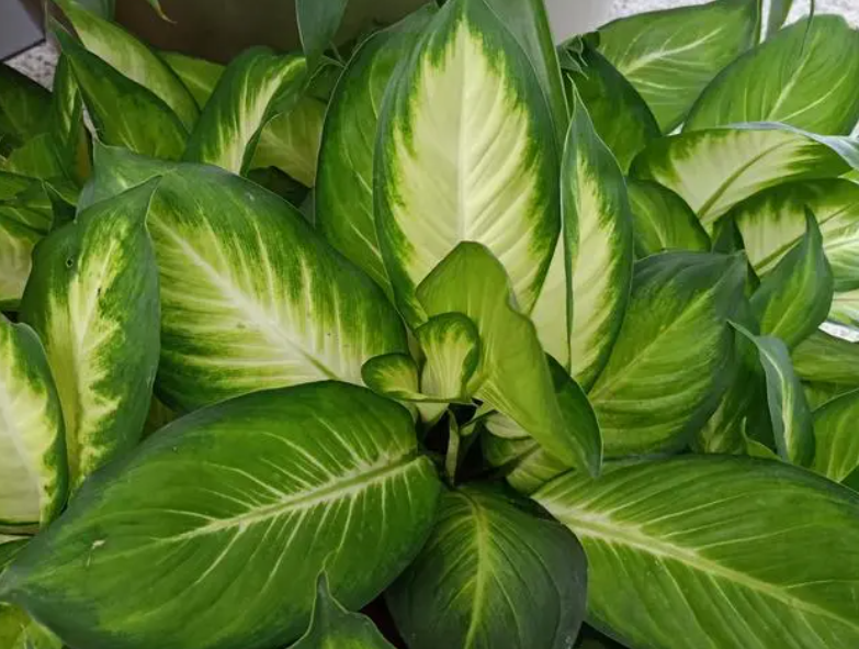 花叶万年青的养殖方法和注意事项