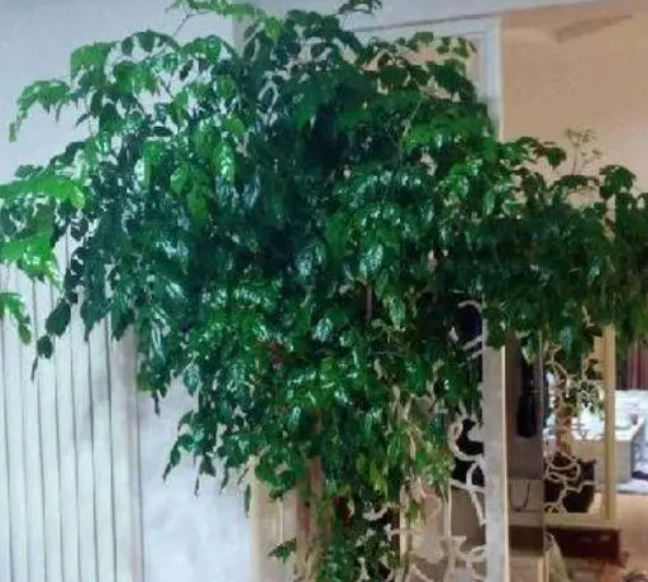 大富贵树怎么养才茂盛