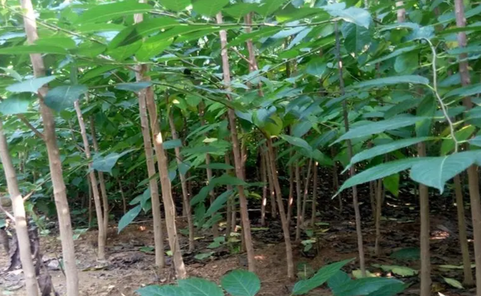 杜仲树种植几年见效益