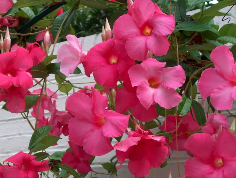 飘香藤花怎么养殖方法