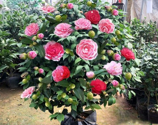 怎么判断是不是五色赤丹茶花