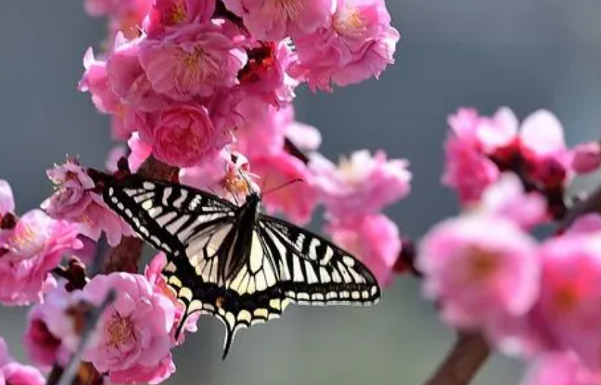 蝴蝶梅花的养殖方法