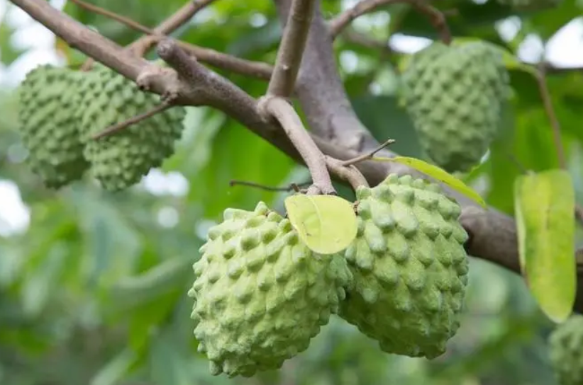 释迦果树在北方能活吗