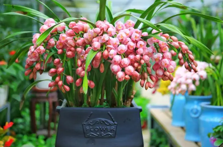 大花惠兰为什么花期不能换盆