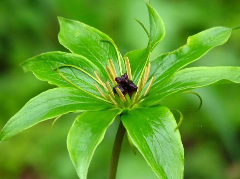 七叶一枝花要种植几年