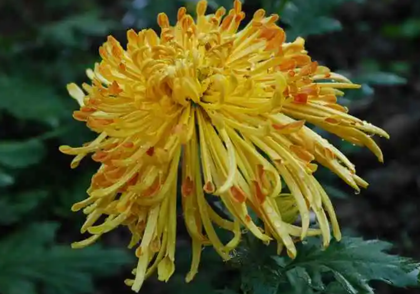 菊花剪枝后还能发芽吗