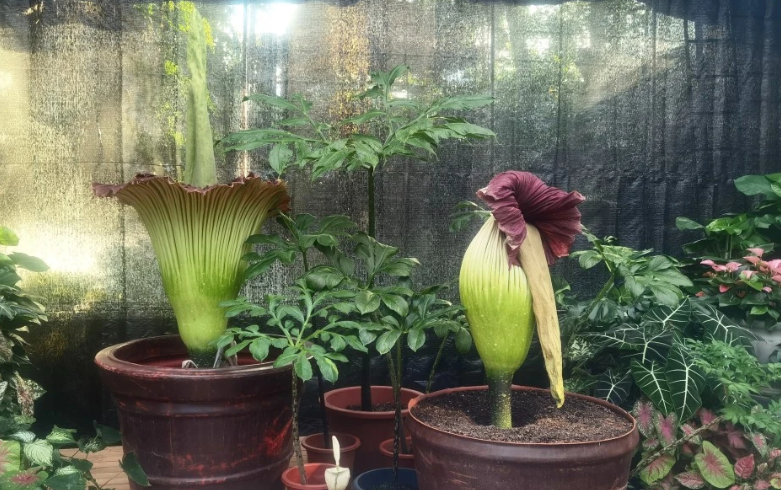 魔芋开花结的种子怎么种