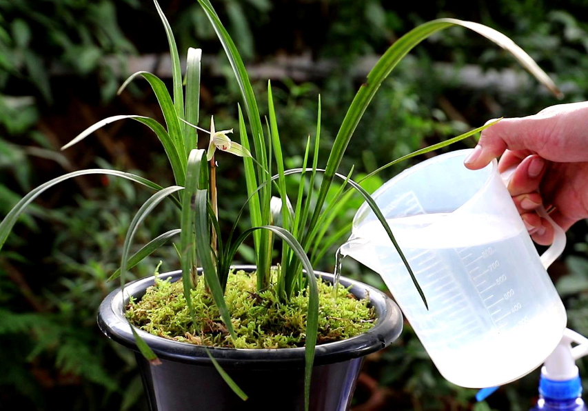 淘米水可以浇花草吗