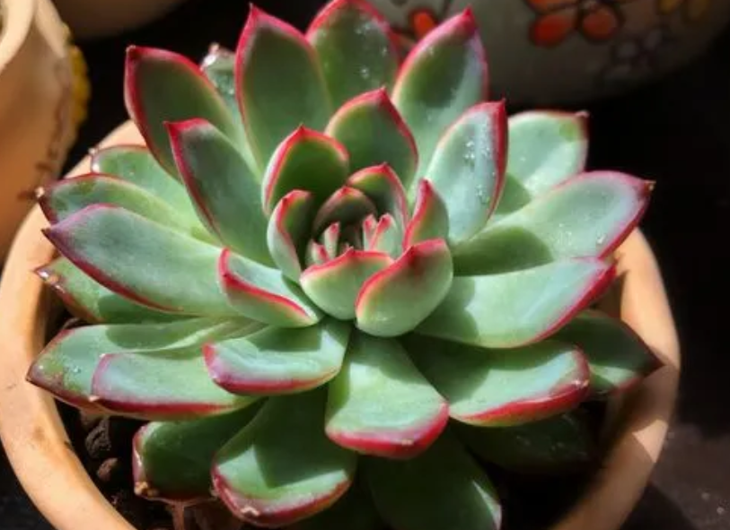 多肉植物花月夜的特点