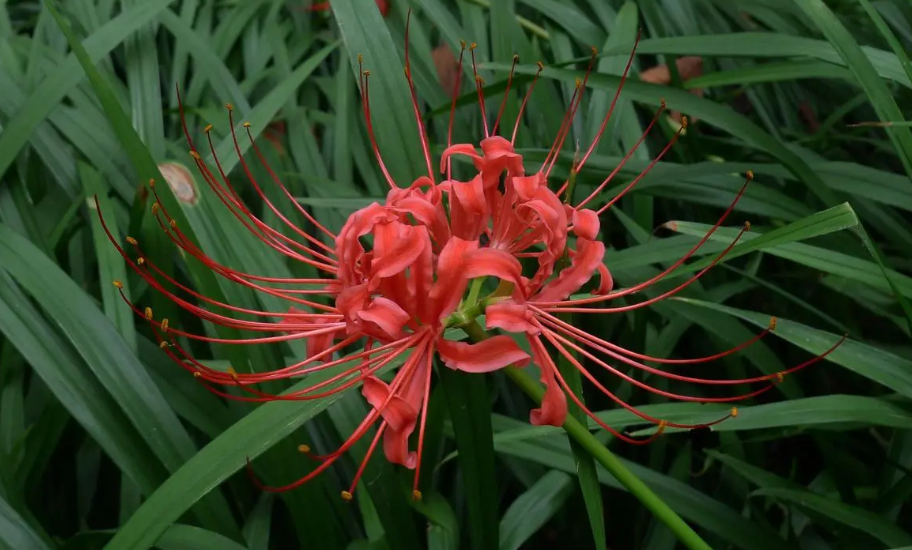 石蒜只长叶子不开花是什么原因