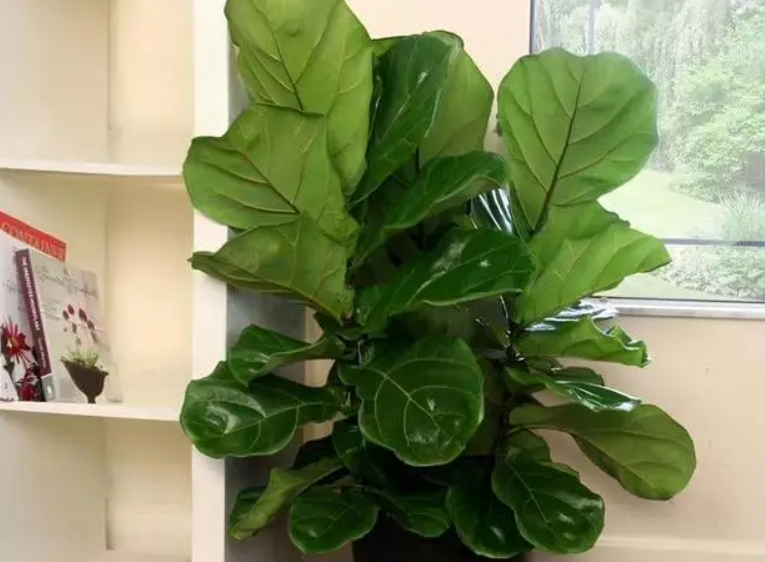 大叶琴叶榕开花吗