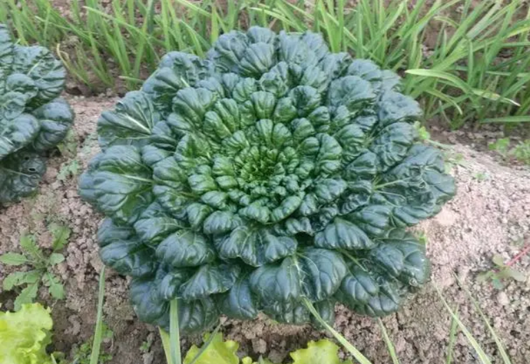 菊花菜种子几天发芽