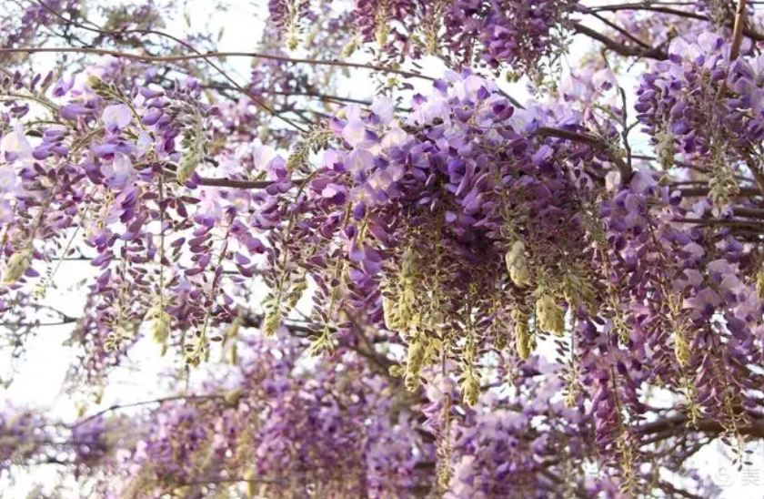 紫气东来花多久浇水一次