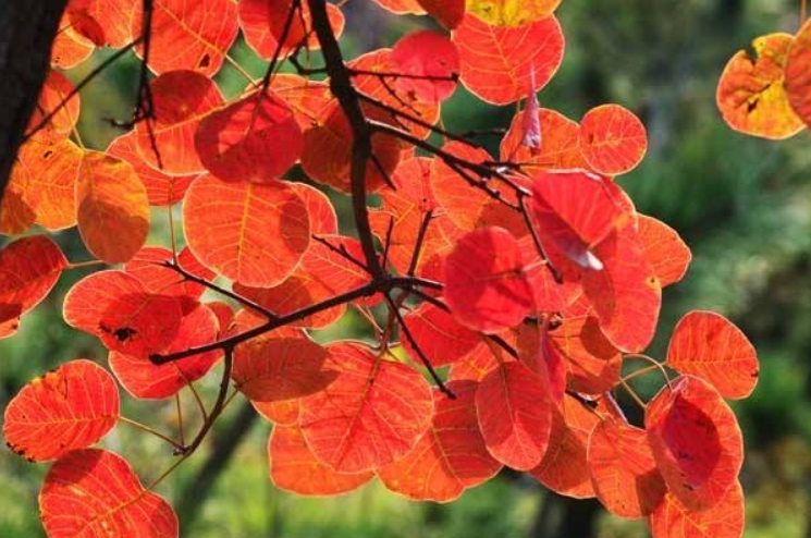 黄栌树适合庭院里栽种吗