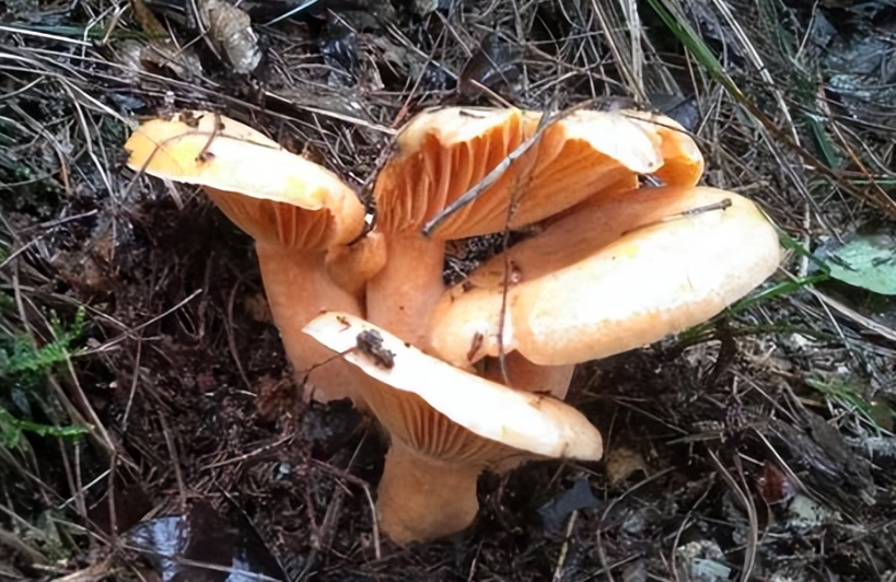 枞树菌生长温度和时间