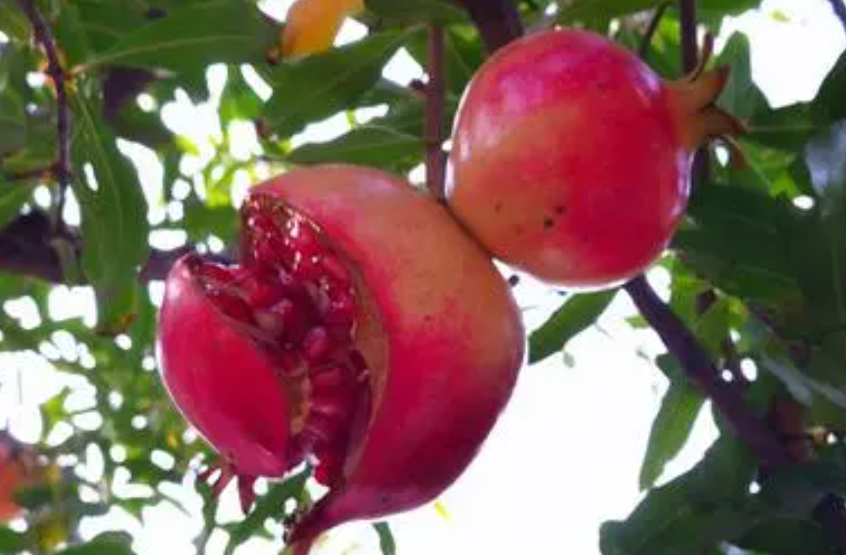 果石榴和花石榴的区别