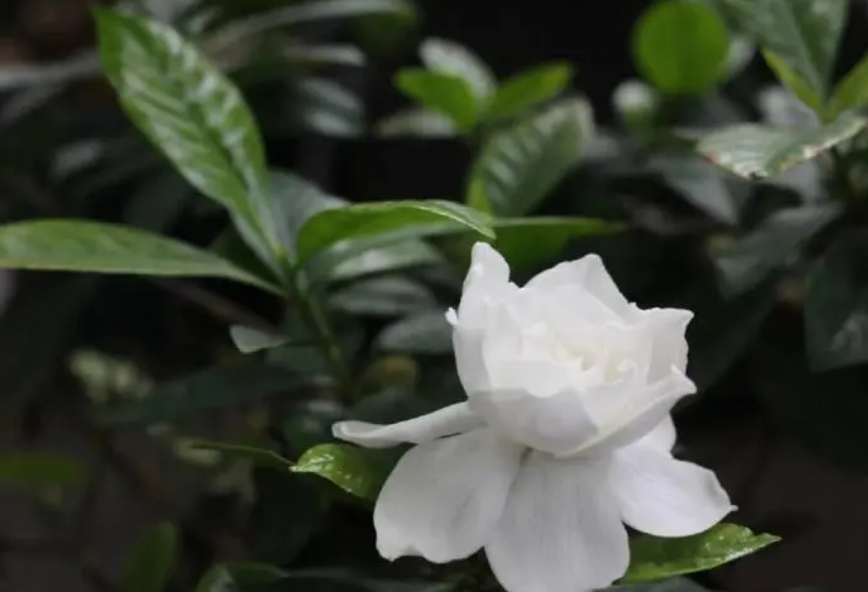 门口栽栀子花好不好