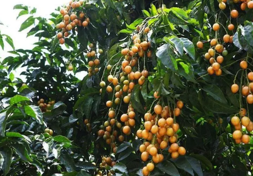 黄皮树什么时候开花结果