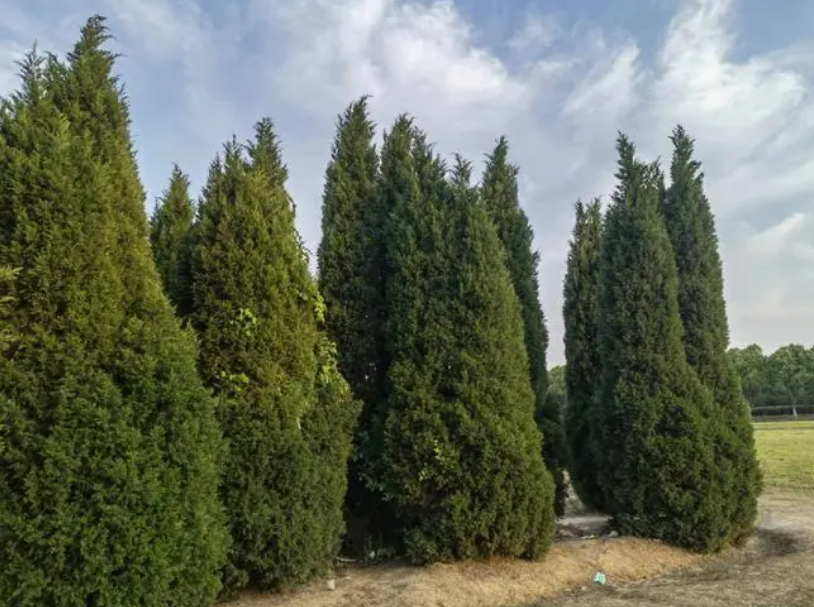 墓地种什么树好旺后人