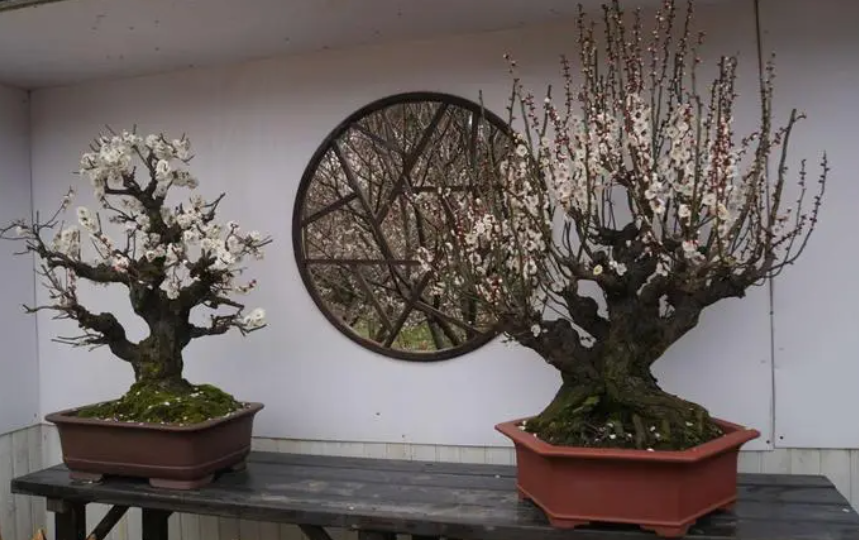 盆景梅花冬季放室外可以吗