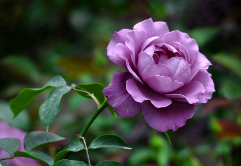 月季花施什么肥料最好