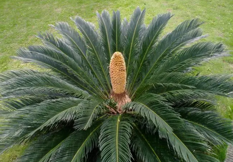 墨西哥铁树用什么土种植好