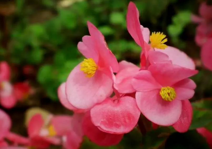 四季海棠冬季开花吗