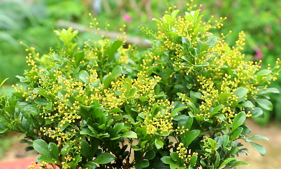 米兰花几天浇一次水