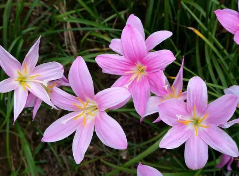 韭菜莲花如何越冬