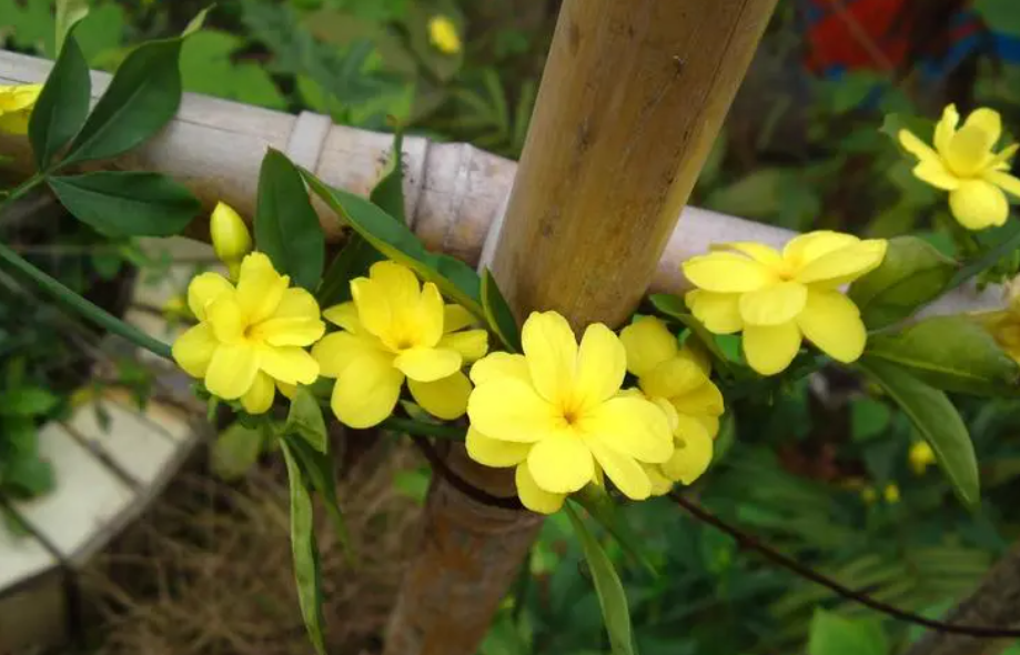 迎春花什么季节扦插生根快