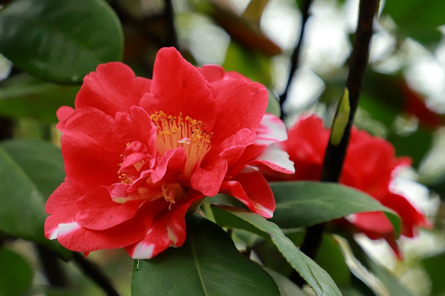 茶花什么品种适合盆栽好养