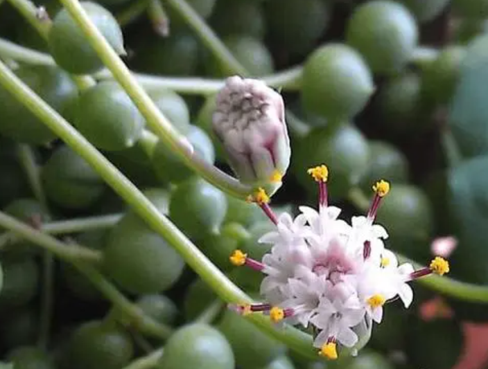 佛珠的花怎么处理