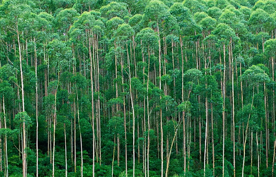 种植过桉树的土地还能用吗