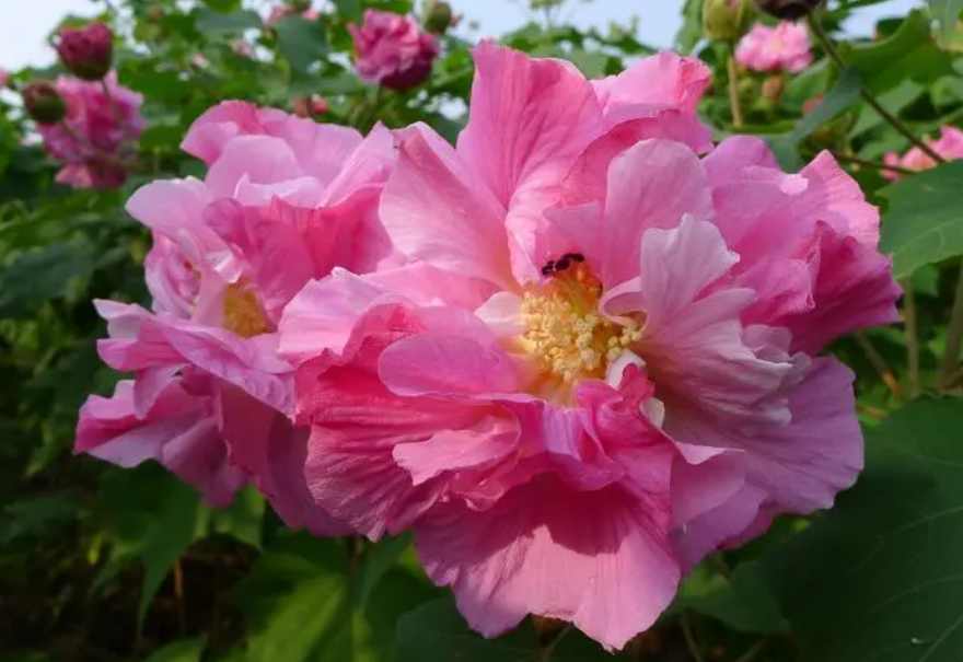 芙蓉开花期能施肥吗