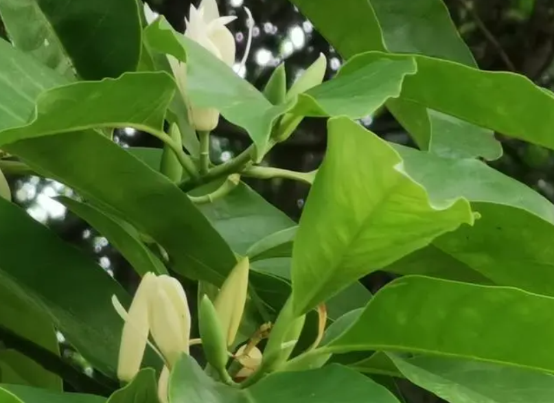 白兰花北方可以栽在室外吗