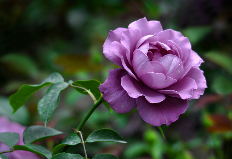 月季花树怎样嫁接