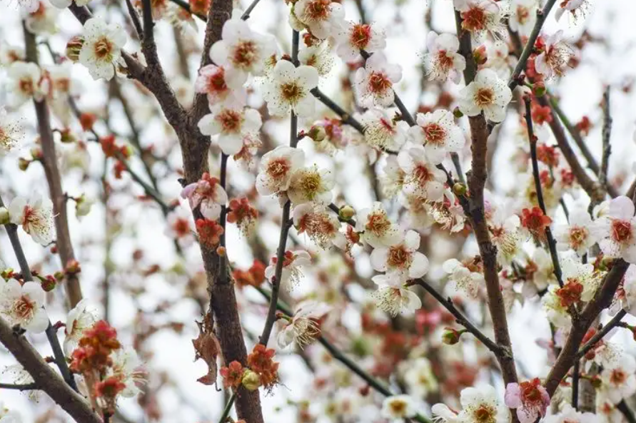 梅花一年开花几次