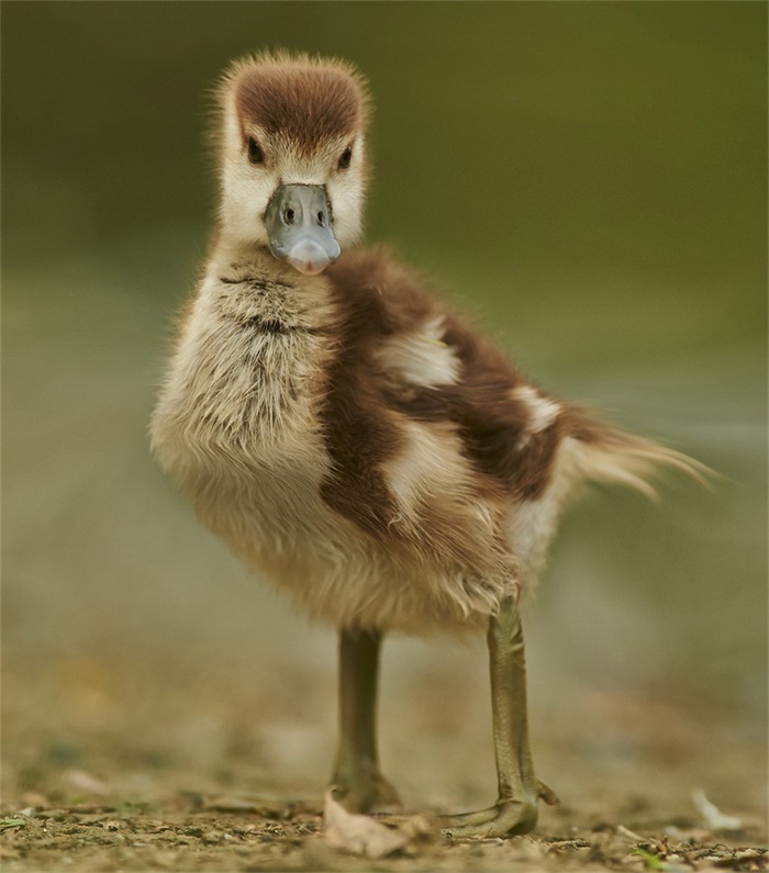 动物们集体方了