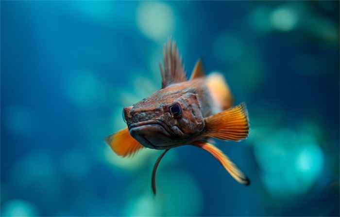 动物们集体方了