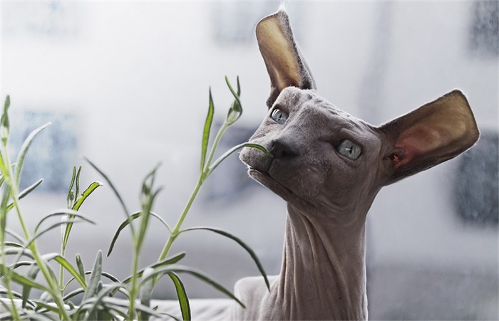 动物们集体方了